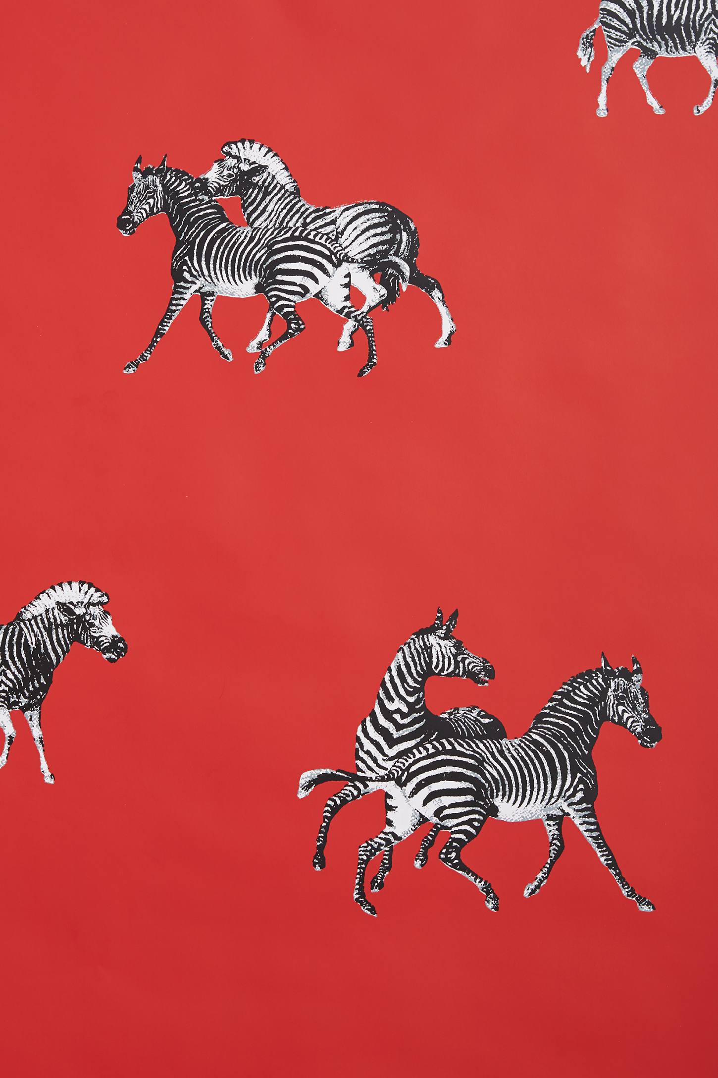 Cavorting Zebras Wallpaper