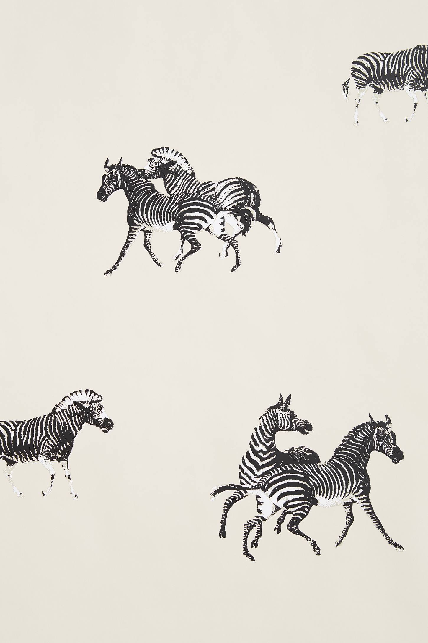 Cavorting Zebras Wallpaper